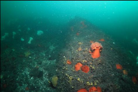 anemones and yellow sponges on the reef