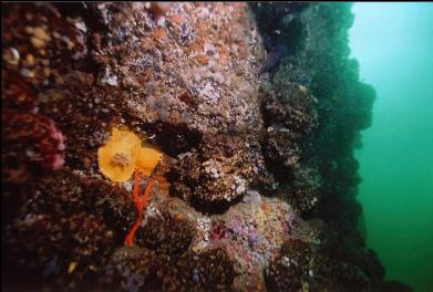 NUDIBRANCHS, ETC. ON WALL