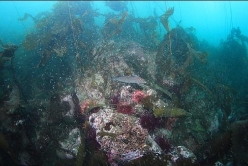 kelp greenling and cloud of shrimp