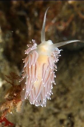 nudibranch