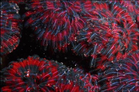 feather duster worms