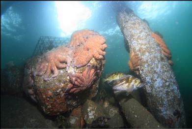 rockfish and sunflower stars