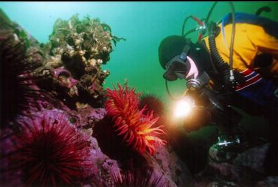 FISH-EATING ANEMONE