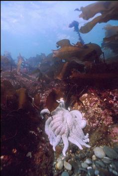 WHITE SUNFLOWER STAR