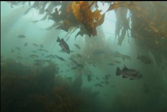 ROCKFISH IN KELP