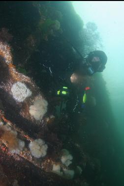 JAMIE SWIMMING OUT OF WRECK