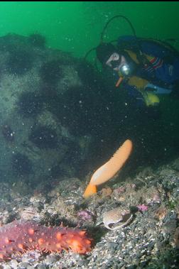 SEA PEN AND CALIFORNIA CUCUMBER