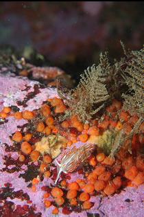 OPALESCENT NUDIBRANCH ON COLONIAL TUNICATES