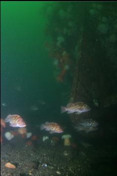 COPPER ROCKFISH NEAR STERN