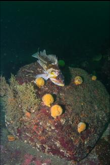 COPPER ROCKFISH AND SWIMMING SCALLOPS