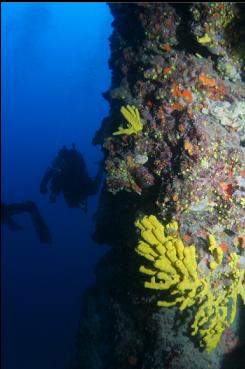 SPONGES ON WALL