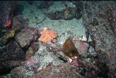 crab shells outside crack in base of wall