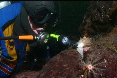 nudibranch and cucumber