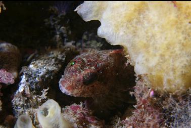 sculpin under sponge