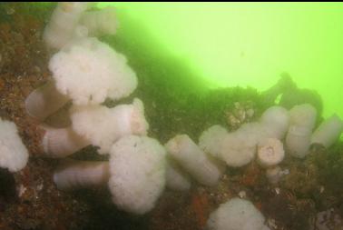 anemones on wall