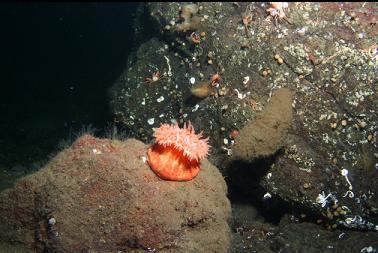 swimming anemone