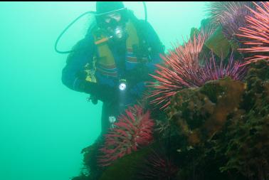 anemone and urchins