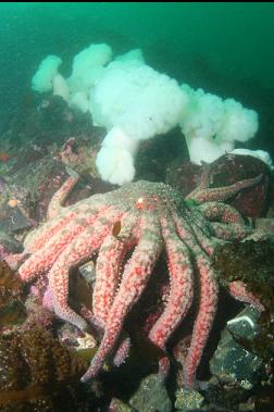 sunflower star and plumose anemones