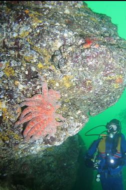 sunflower star under overhang