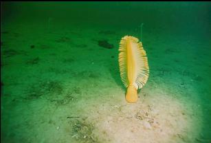 SEA PEN AND SEA WHIPS IN BACKGROUND