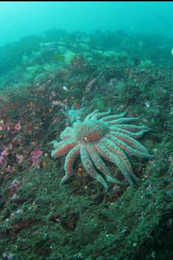 sunflower star below hydroids