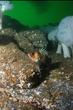 quillback rockfish