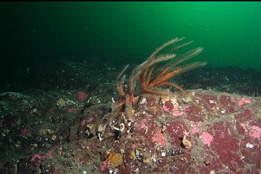 feather stars