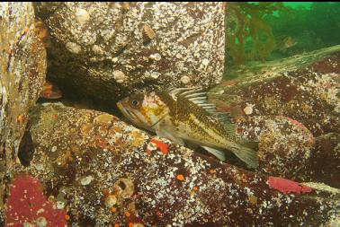 copper rockfish