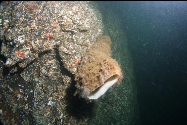 boot sponge