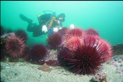 more urchins