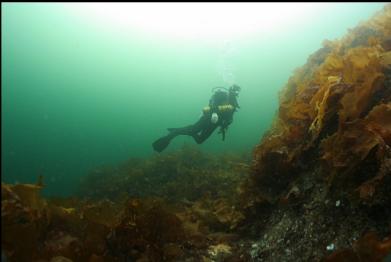 bottom kelp in shallows