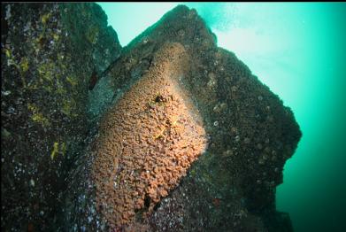 zoanthids at 80 feet