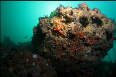 boulder on reef