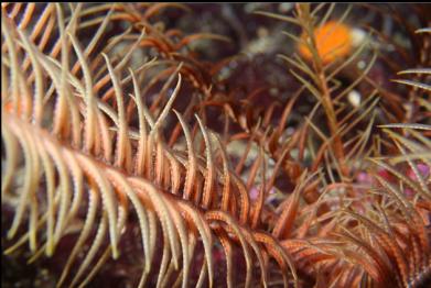 feather star