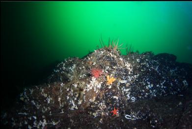 feather stars, crimson anemone and small cloud sponge