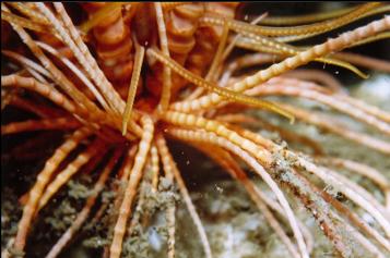 FEATHER STAR FOOT