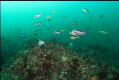 black and yellowtail rockfish