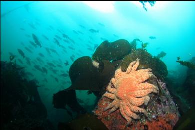 sunflower star and rockfish