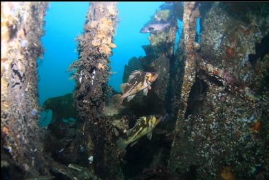 rockfish near bow