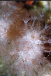 SOFT CORAL