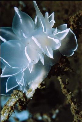 ALABASTER NUDIBRANCH