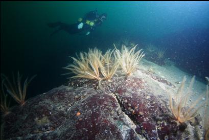 feather stars