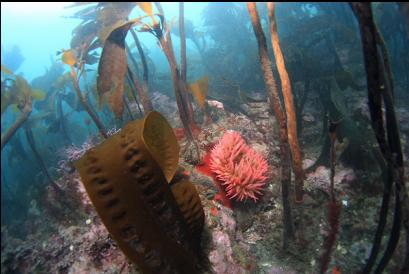 fish-eating anemone and stalked kelp