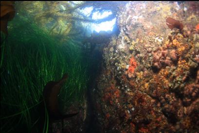 tunicates and hydroids in crack near surface