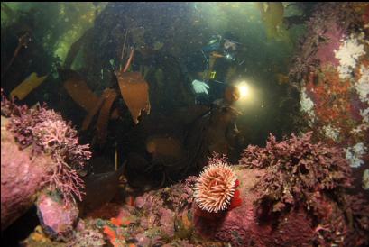 fish-eating anemone