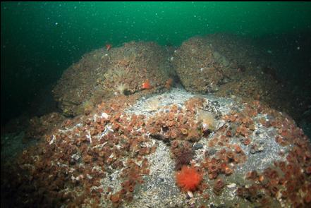 looking up the reef