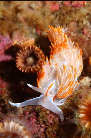 opalescent nudibranch