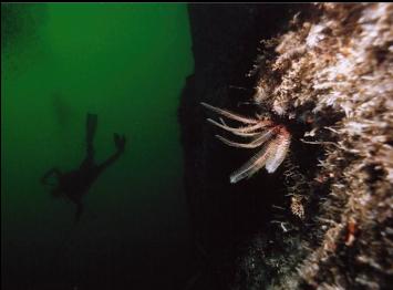 FEATHER STAR