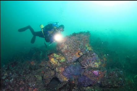 the boulder reef