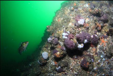 tunicate colonies